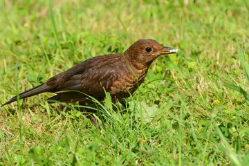 female blackbird, turdus merula, foraging for food in grass