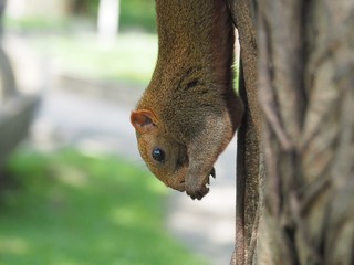 Fototapeta premium Squirrel on a tree eating beans. It's small and cute, nimble and smart.
