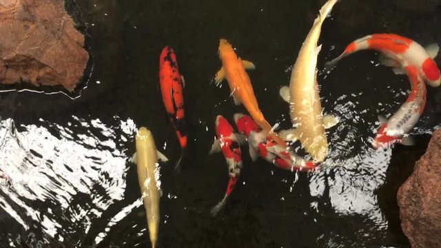 Fish cyprinus in pond water on nature