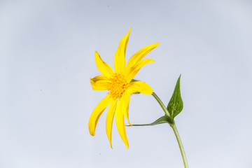 Arnica cordifolia isolated Side View
