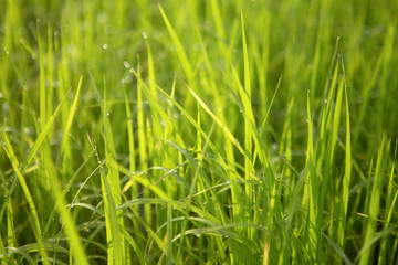  grass green blackground