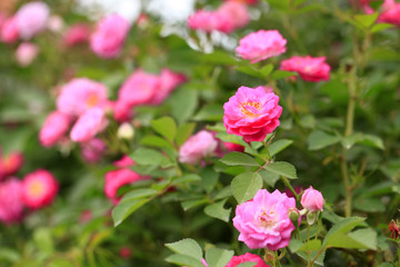 In the summer, rose is blooming