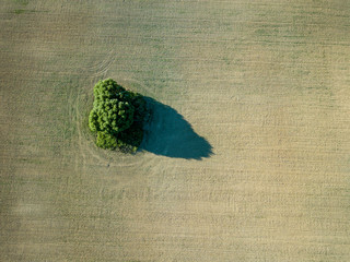 drone image. aerial view of empty cultivated fields with lonely tree in the middle