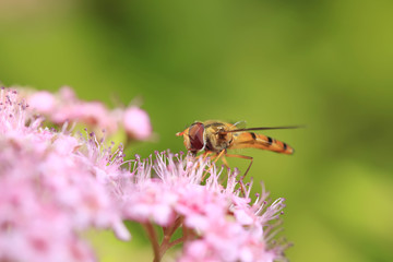 Bee
