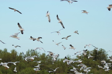 Flock of seagulls flying in the sky ( Science name is Charadriiformes Laridae ).