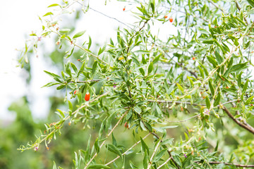 Goji plant with fruits blurred background
