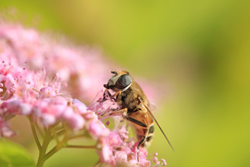 Bee