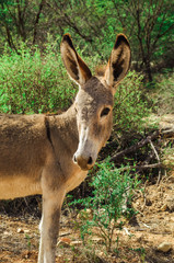 Fototapeta premium Donkey in wild close-up, south africa