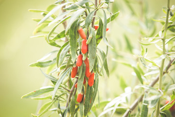 Goji plant with fruits blurred background
