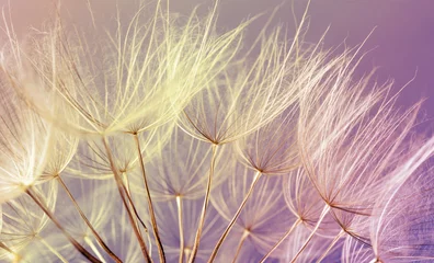 Photo sur Plexiglas Dent de lion dandelion seed background. Seed macro closeup. Spring nature