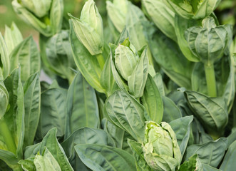 Gentiana Lutea, velknown medicinal plant 