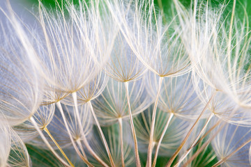 Obraz premium Dandelion seeds in the green background