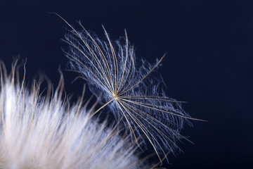 Dandelion seed in black