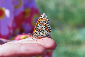 Beautiful butterfly sitting on the hand of a child. The sun shines. The butterfly folded its wings and clings to the human finger. Beauty of nature. Care of insects. The background is blurred.