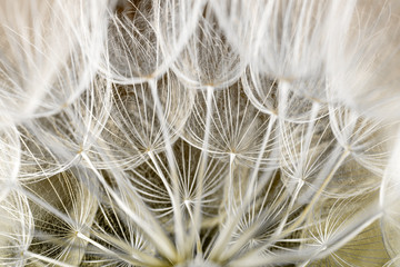 dandelion seed background. Seed macro closeup. Spring nature