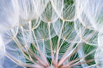 Fototapeta premium Dandelion seeds in the green background