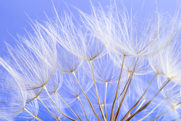 dandelion seeds close up blowing in blue background