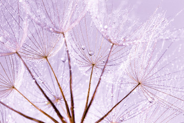 Naklejka premium Dandelion Seeds in the drops of dew on a beautiful background.