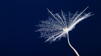 Fototapeta premium macro photo of dandelion seeds with water drops