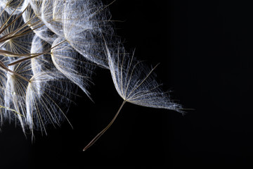 Dandelion seed in black