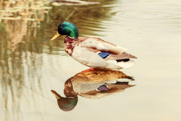 Duck standing on the stone and reflecting in the water 