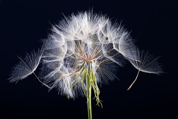 Dandelion seed isolated on a black