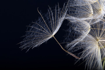 Obraz premium Dandelion seed isolated on a black background