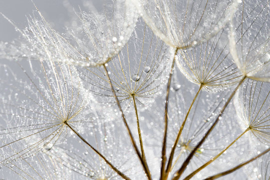 Fototapeta Dandelion Seeds in the drops of dew on a beautiful background.