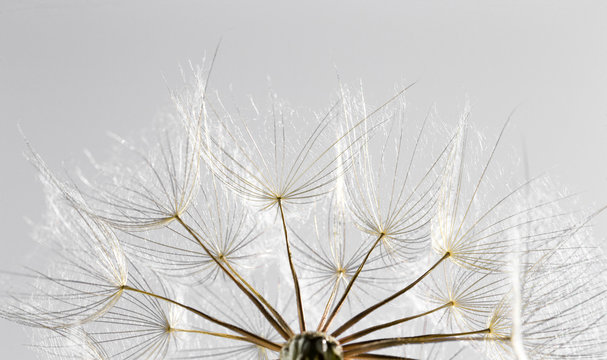 Fototapeta dandelion seed background. Seed macro closeup. Spring nature