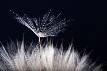 Dandelion seed  isolated on a black background