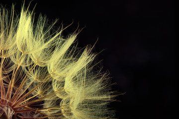 Dandelion seed isolated on a black