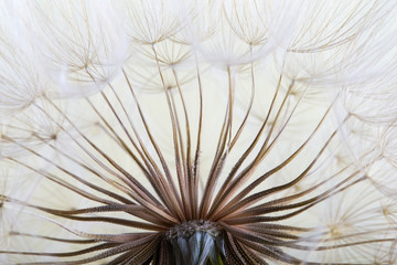 Fototapety  tło nasion mniszka lekarskiego. Zbliżenie makro nasion. Wiosna natura