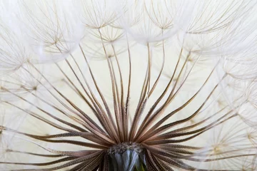 Photo sur Plexiglas Dent de lion fond de graines de pissenlit. Gros plan macro de semences. Nature printanière