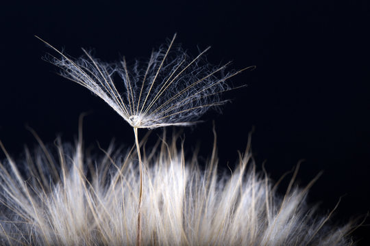 Fototapeta Dandelion seed  isolated on a black background