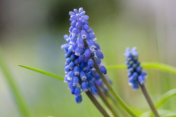 Muscari armeniacum ornamental springtime flowers, flowering blue plant in the garden