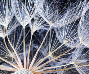 dandelion seed background. Seed macro closeup. Spring nature