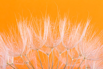 Panele Szklane  tło nasion mniszka lekarskiego. Zbliżenie makro nasion. Wiosna natura