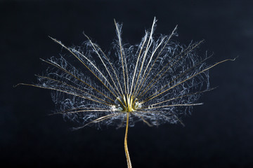  macro photo of dandelion seeds with water drops