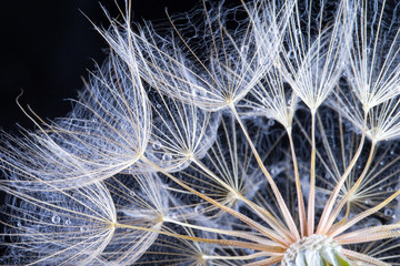 Fototapeta premium Dandelion seed isolated on a black background