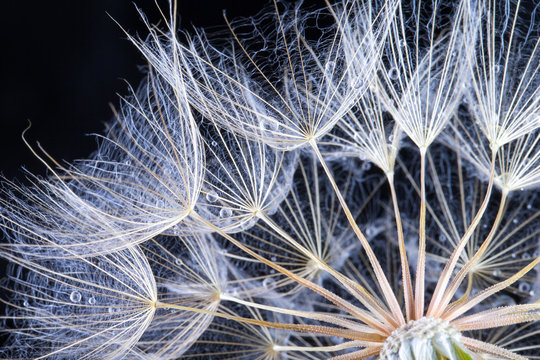 Fototapeta Dandelion seed  isolated on a black background