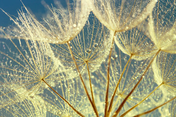 Dandelion Seeds in the drops of dew on a beautiful background.