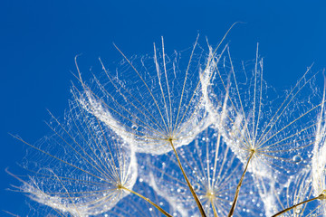 Naklejka premium Dandelion z ziarnami dmucha w niebieskie niebo