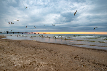 stado ptaków morskich o zmierzchu na plaży w Międzyzdrojach, Polska © Kamil_k2p