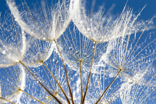 Fototapeta Dandelion with seeds blowing in the  blue sky