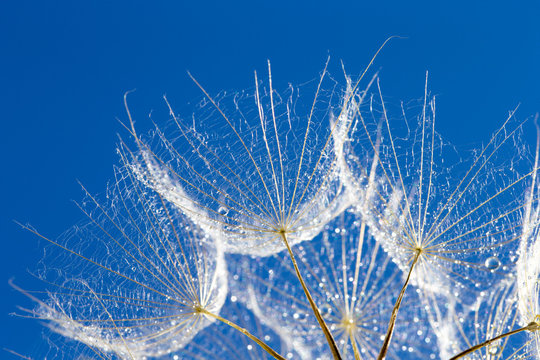 Fototapeta Dandelion z ziarnami dmucha w niebieskim niebie