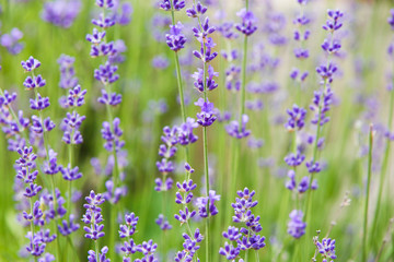 Blooming lavender flowers
