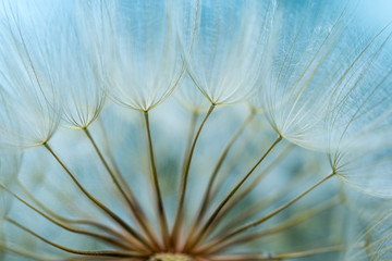 dandelion seed background. Seed macro closeup. Spring nature