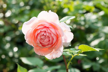 Close up rose `William Morris´