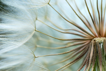 dandelion seed background. Seed macro closeup. Spring nature © Pakhnyushchyy