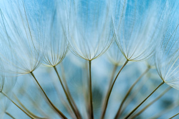 dandelion seed background. Seed macro closeup. Spring nature © Pakhnyushchyy